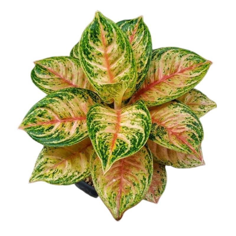 Aglonema Nusantara ekonomis 3+ 4+ 5+ anakan samping