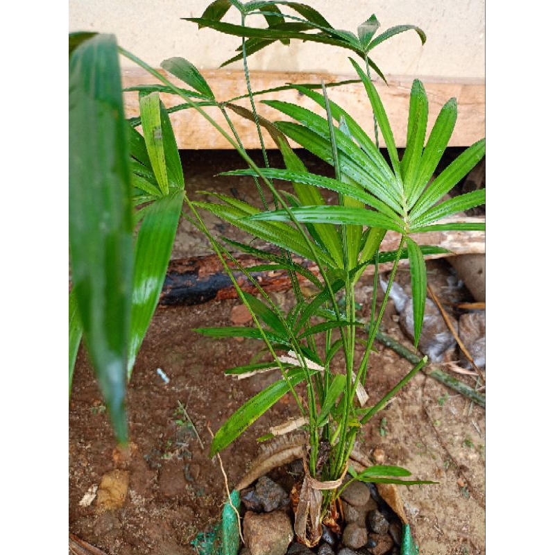 Palem Rotan Natu hiasan taman