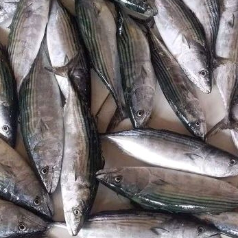 

Ikan Tongri Tongkol Tenggiri Segar 1 Kg