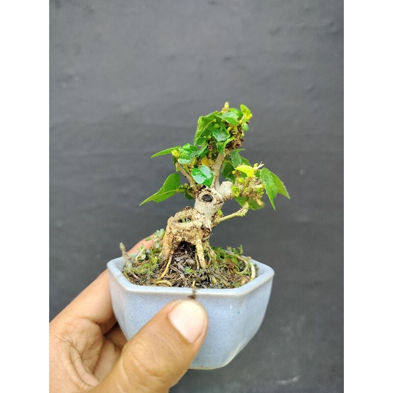 bonsai waru india