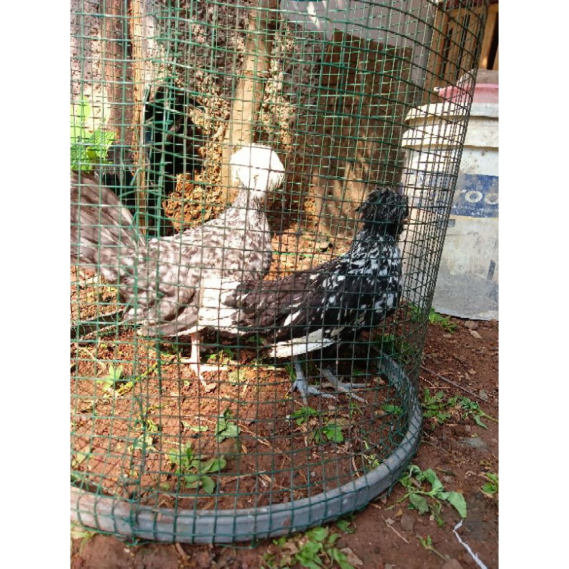 ssepasang Ayam hias Poland cucko x batik