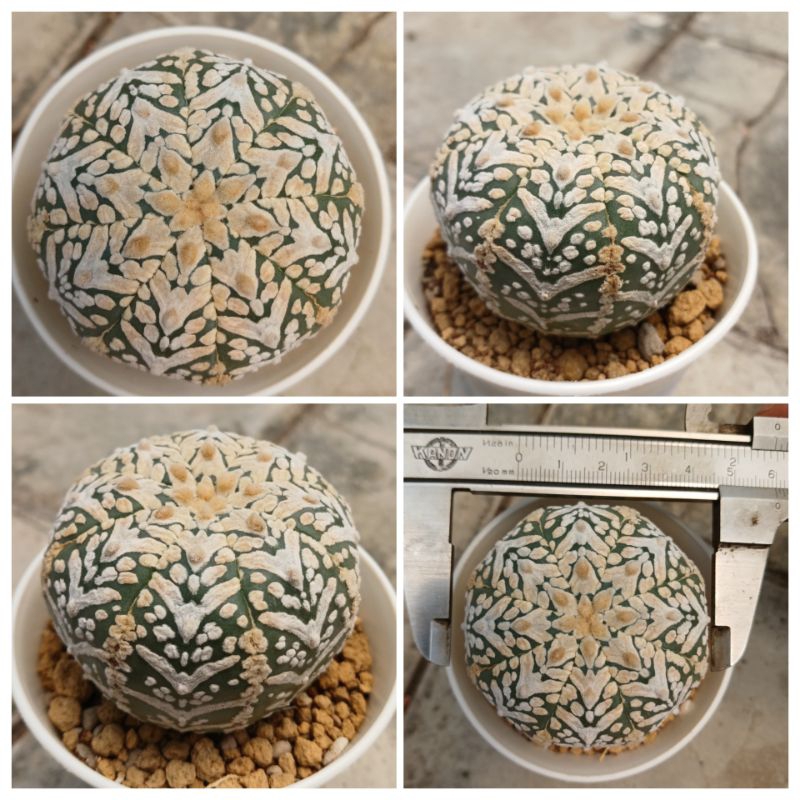 Kaktus tanpa duri astrophytum v type