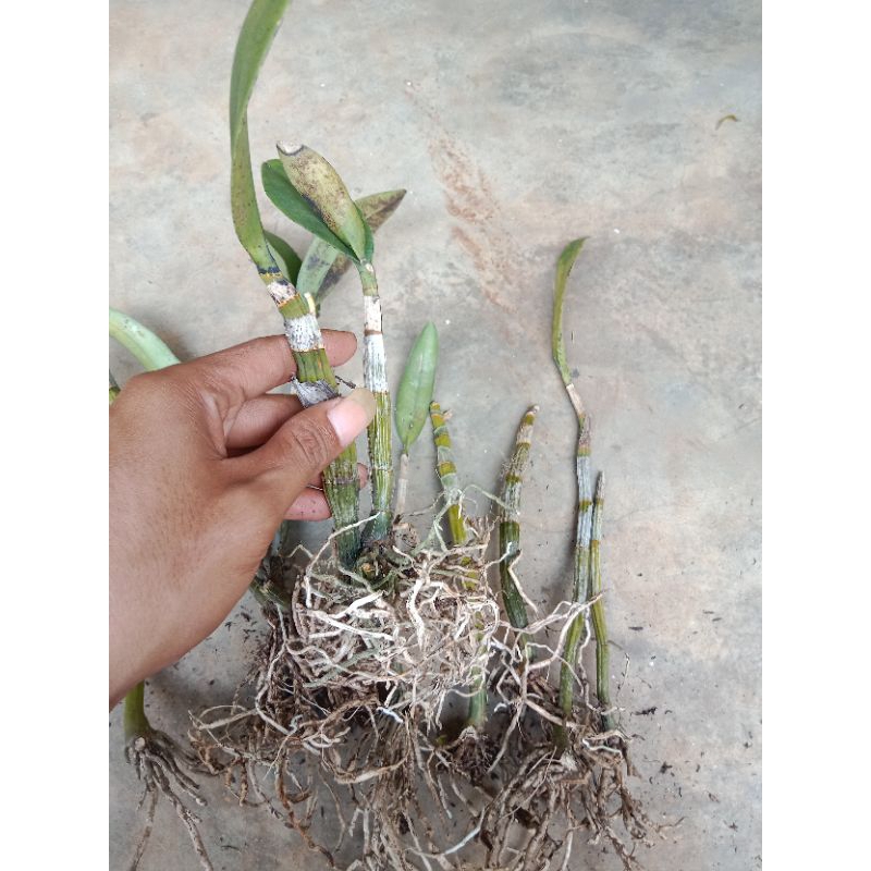 Batang Anggrek Dendrobium siap tanam // hasil splitan dewasa // anggrek murah // anggrek hemat