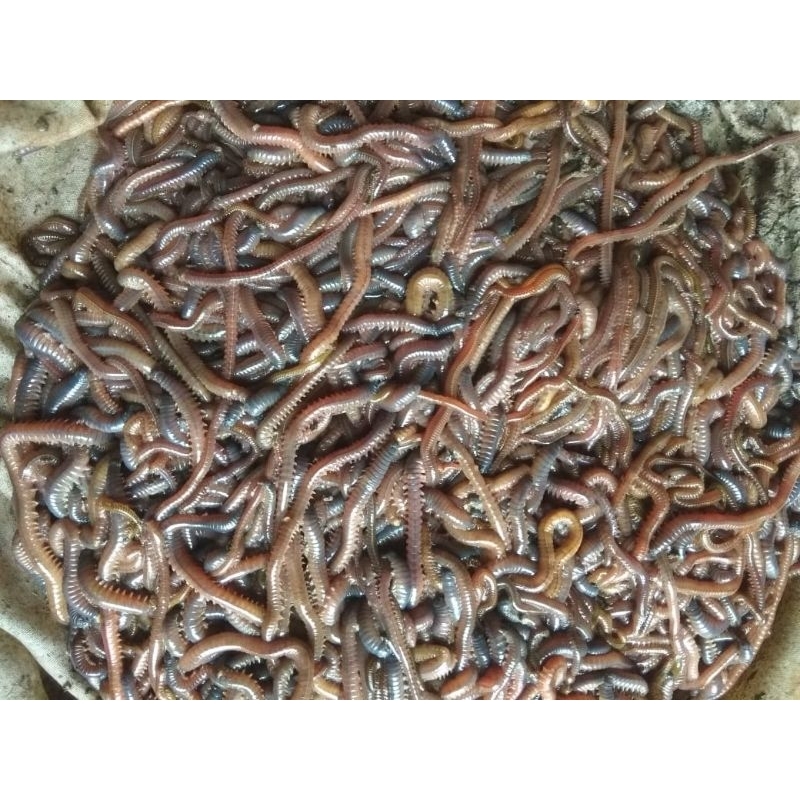 cacing laut/cacing kilang kilung