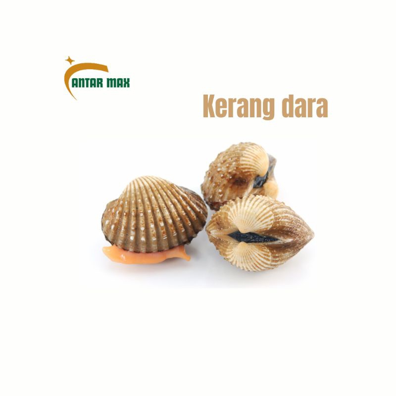 

Kerang darah250g