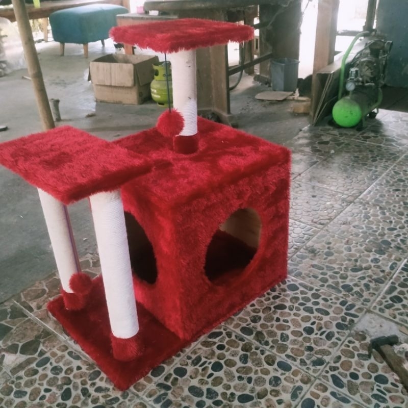 Cat house adult / rumah kucing dewasa / kucing ras / kucing persia kucing mainecoon