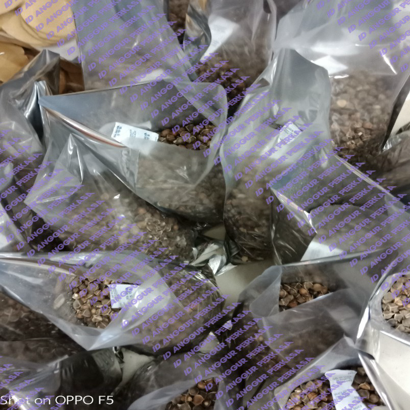 

#Sale 500GR Biji Kelor Premium / La Mu Zi / Moringa - (Vaccum)