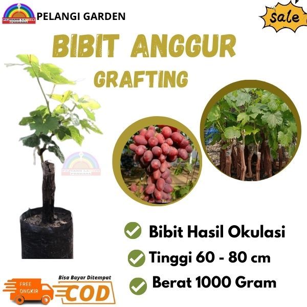Bibit Anggur Grafting, Bibit Anggur Grafting Cepat Berbuah, Pohon Anggur Unggul, Pohon Anggur Unggul
