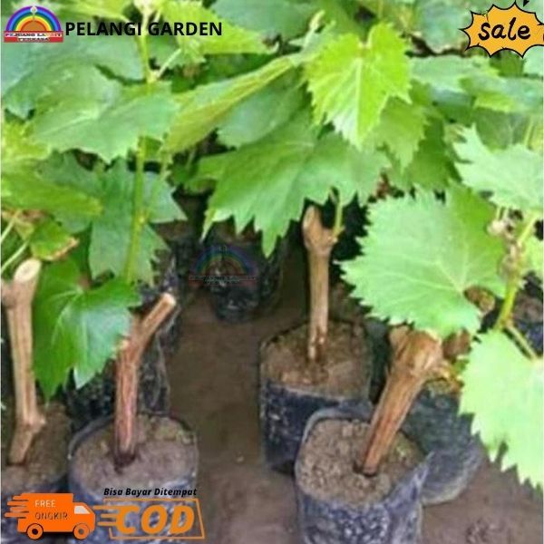 Bibit Anggur Merah Dari Biji, Pohon Anggur Merah Cepat Berbuah, Bibit Anggur Super Manis, Bibit Angg