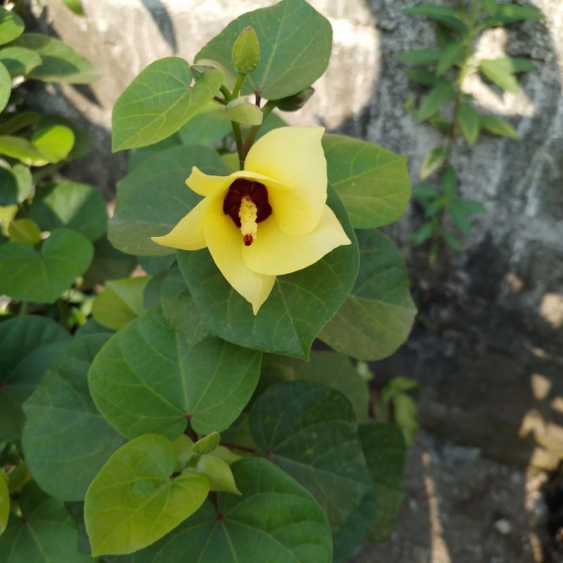 Bibit waru Vietnam bahan bonsai