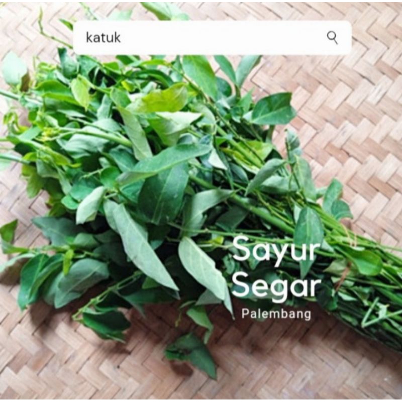 

Daun Katuk Per Ikat