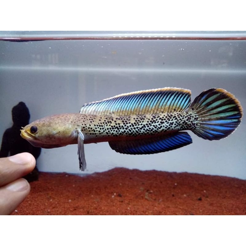 

kardus packing stewarti