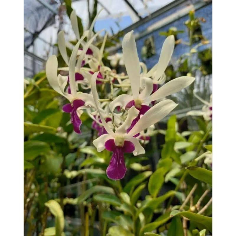Anggrek Dendrobium Mesangnil