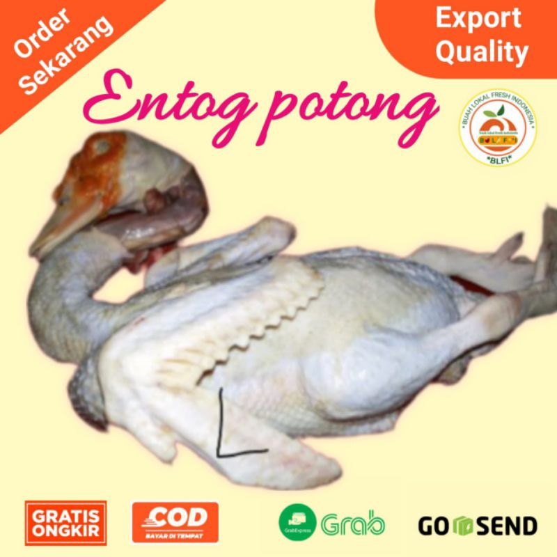 

ENTOG POTONG + BONUSH HATI AMPELA ( 1-1,3kg )