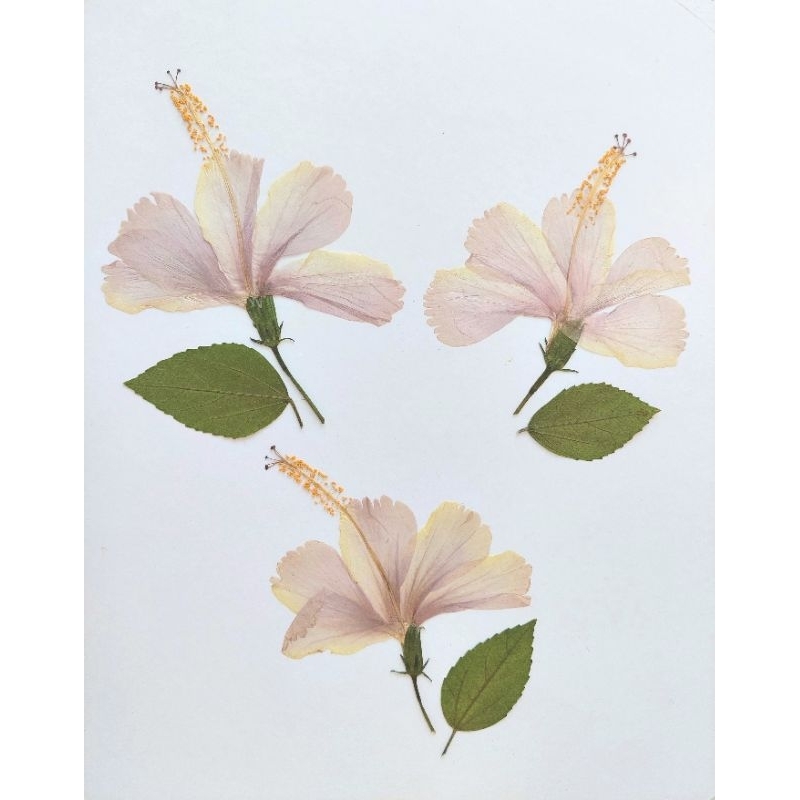 SPECIAL COLLECTION - Kembang Sepatu Press - Bunga Sepatu Press - Kembang Sepatu kering - Bunga Sepat