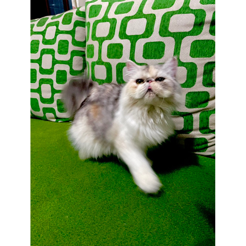 Kucing Peaknose Calico