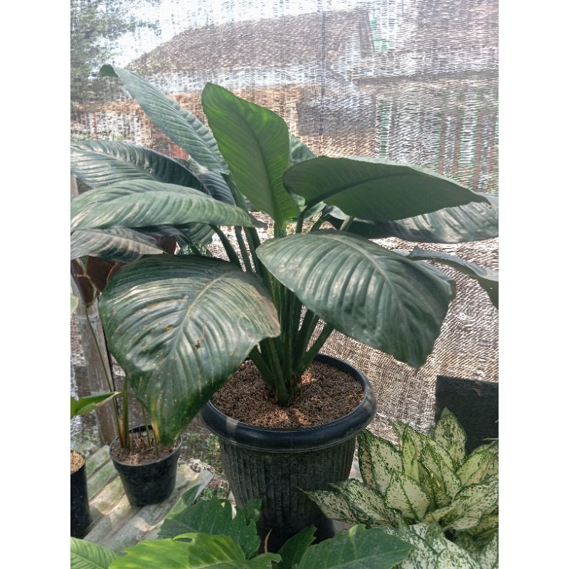 Sepatu filum bangkok jumbo