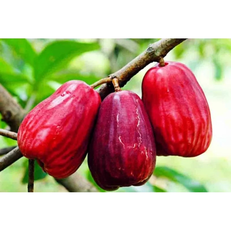 BIBIT  JAMBU JAMAIKA JUMBO