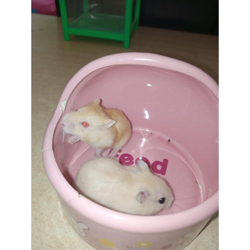 hamster winter golden10ekor