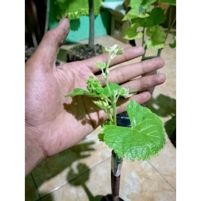 bibit anggur import Jupiter kondisi sudah berbunga/berbuah