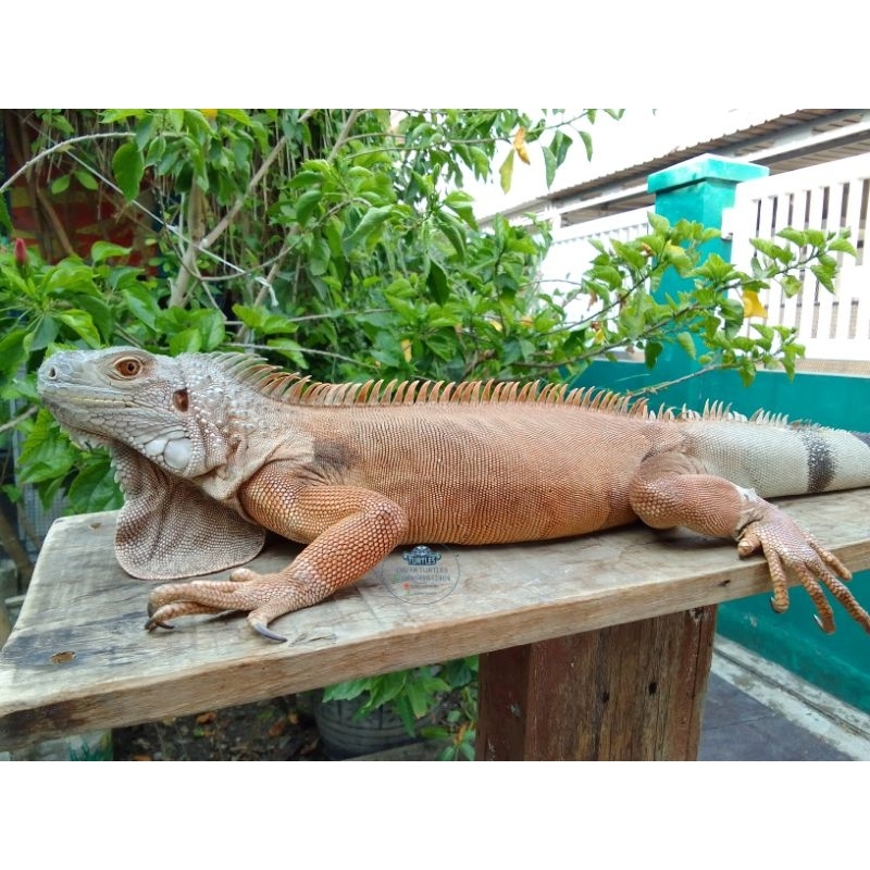 Hiasan Taman Iguana Super Red Het Albino