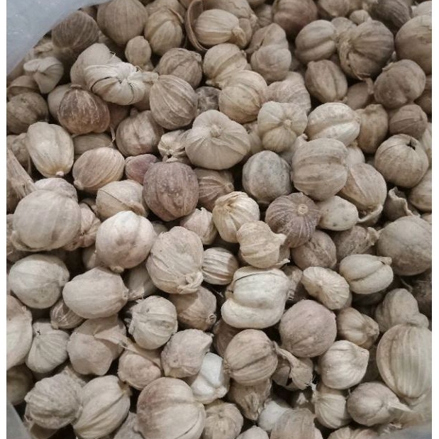 

KAPULAGA JAWA KERING 100GRAM