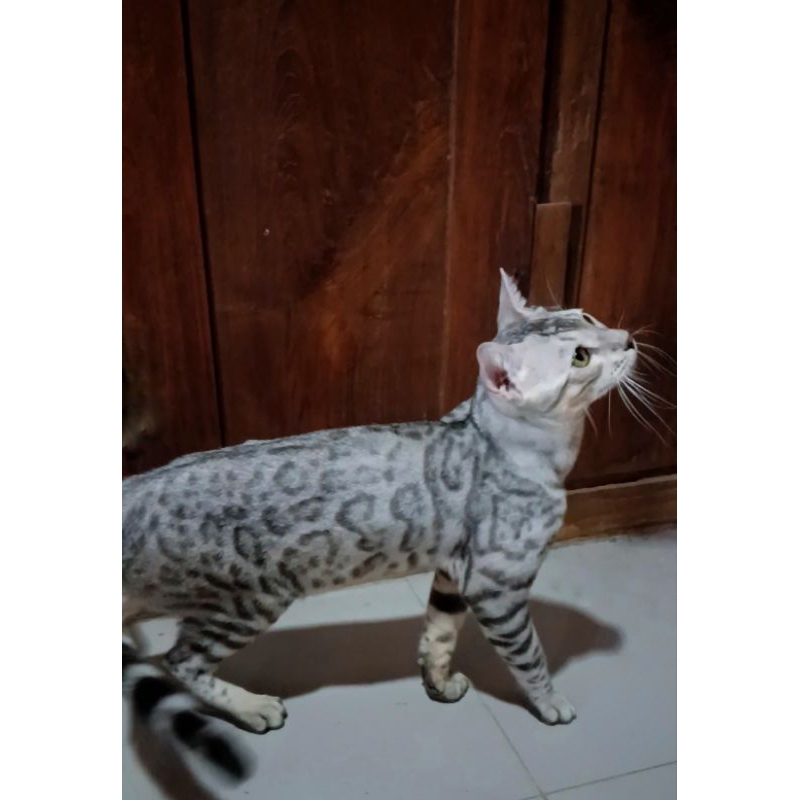 bengal silver