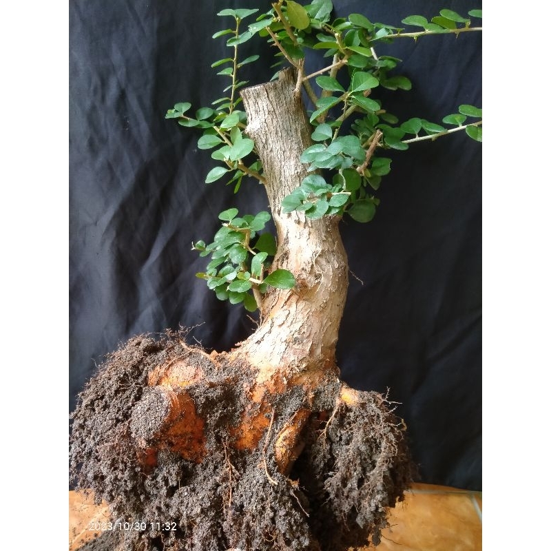 bahan bonsai sisir style formal akar muter/keliling