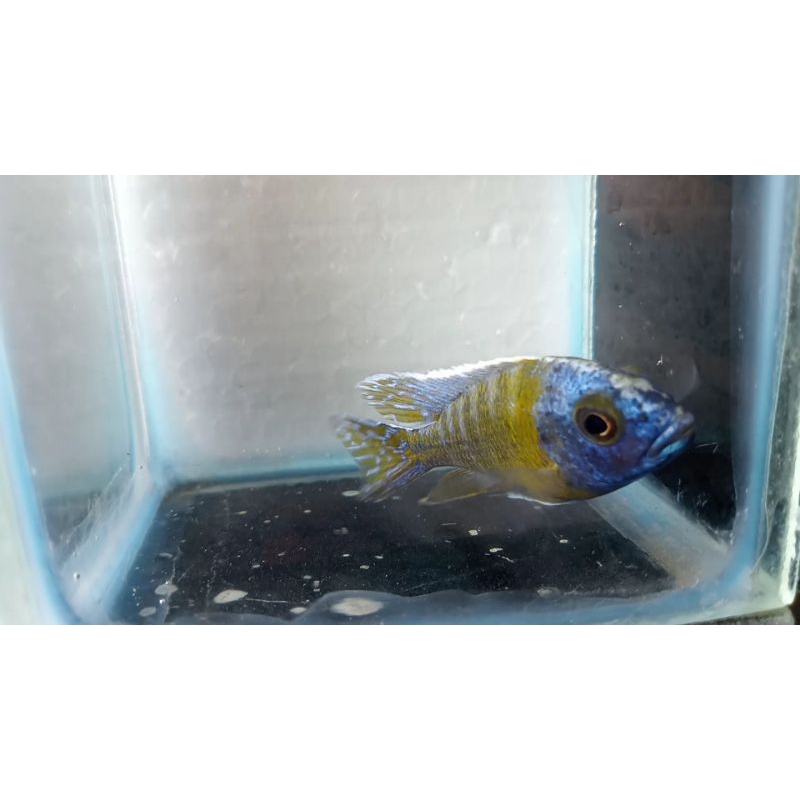 cichlid baenchi dan eureka