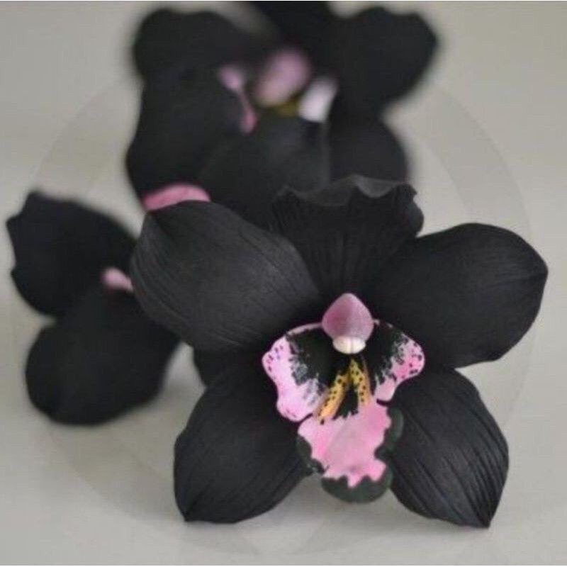 tanaman hias anggrek dendrobium black papua-anggrek hitam dendro siap