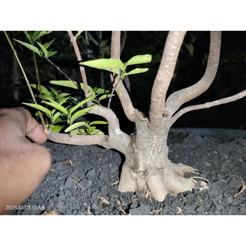 BONSAI ANTING PUTRI PROSPEK