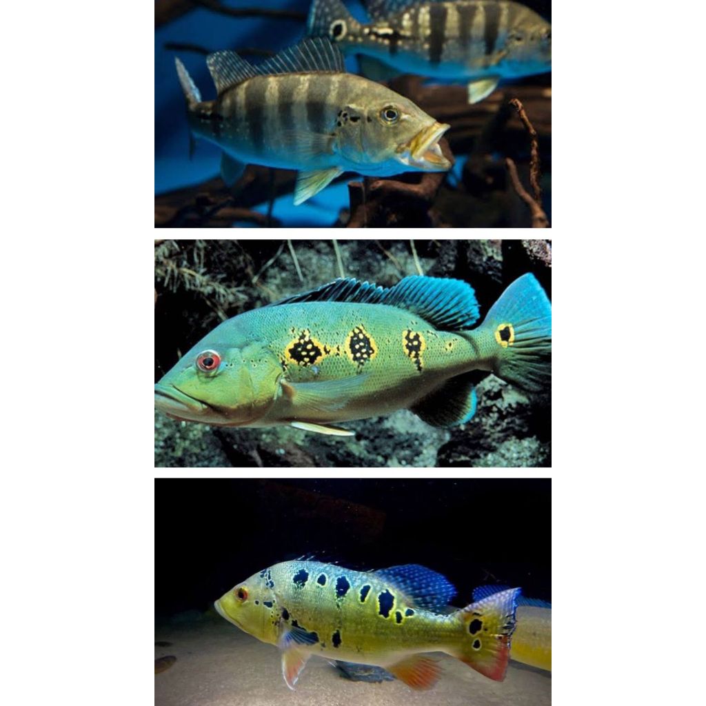 Replika Pbass / Hiasan Aquarium Pbass / Orinoco / Blue Azul / Kelberi / Pinima / Xingu / Brokopondo