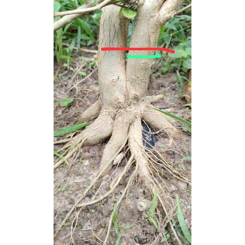 sancang program akar