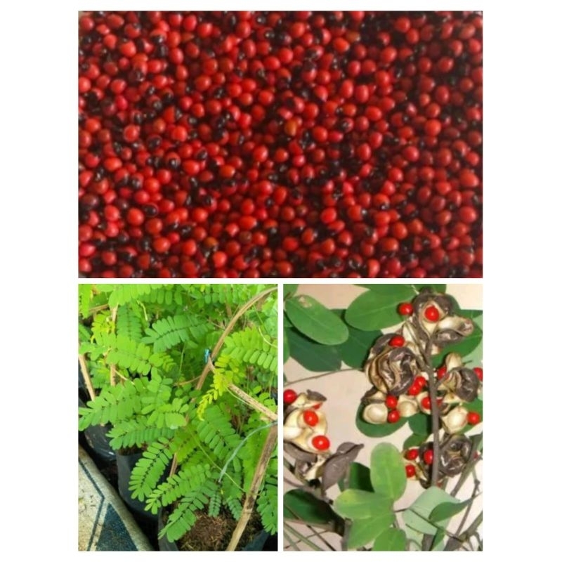 bibit tanaman herbal daun saga tanaman daun saga rambat