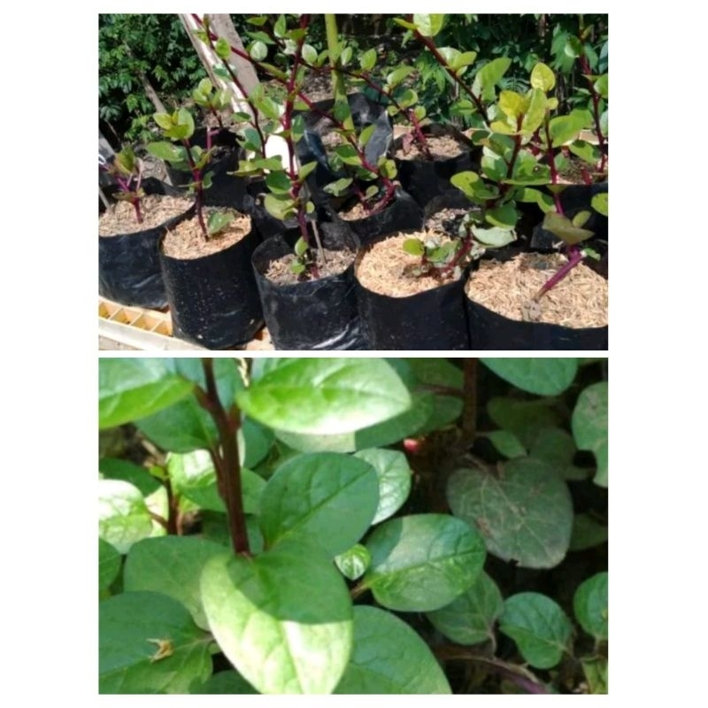 bibit tanaman herbal binahong merah tanaman binahong merah