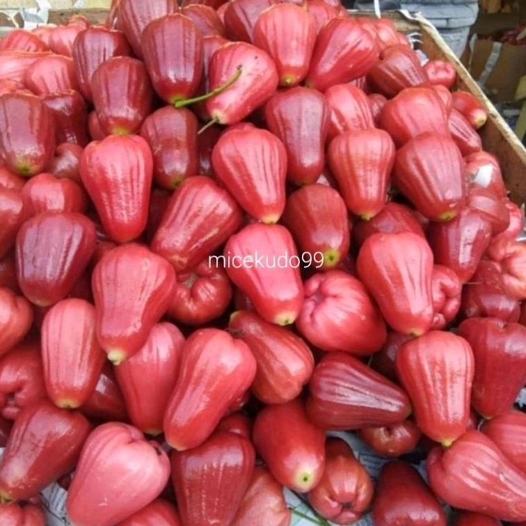 

JAMBU AIR CITRA ORGANIK SEGAR BUAH JAMBU MERAH CINCALO FRESH ORGANIC