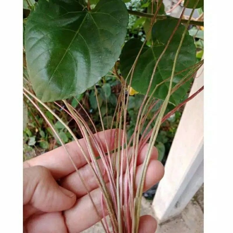 tanaman hias akar gantung curtain ivy akar seribu