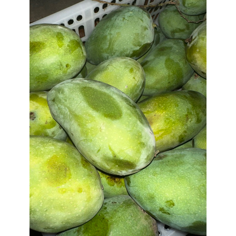 

mangga harum manis matang pohon