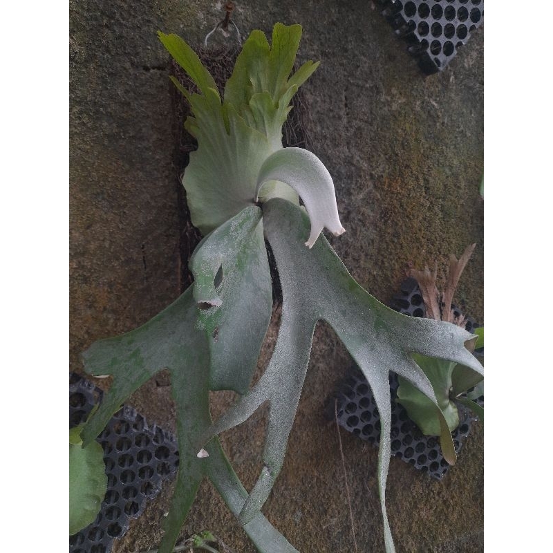 Platycerium blue moon