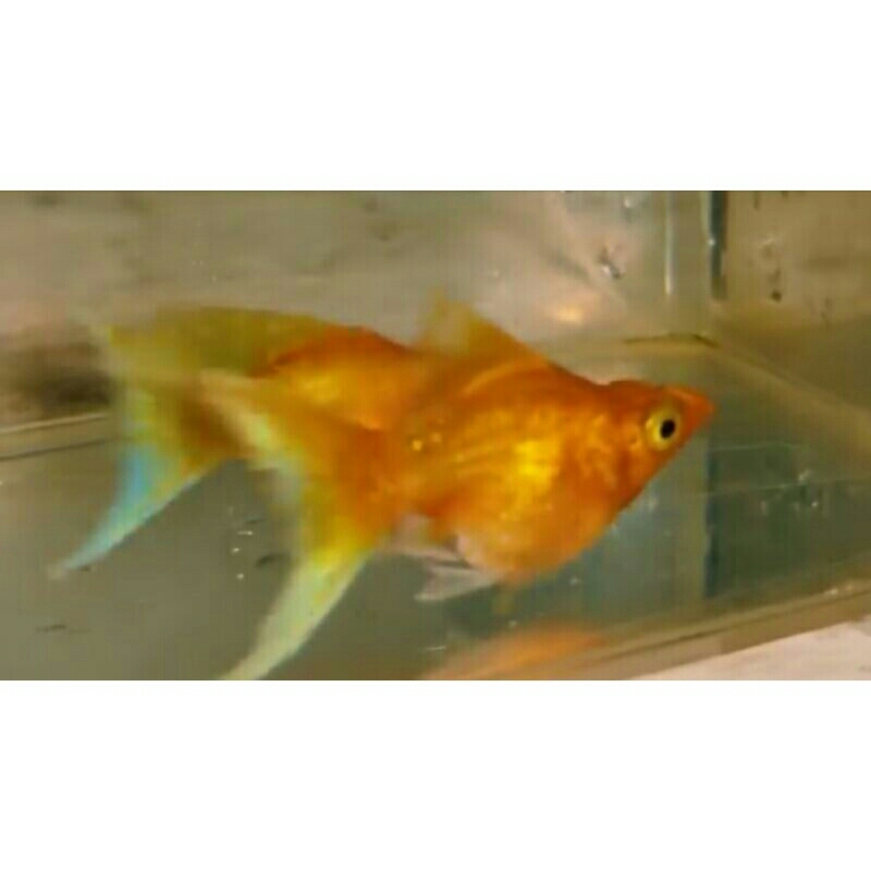 

ikan molly super gold (emas) lyretail