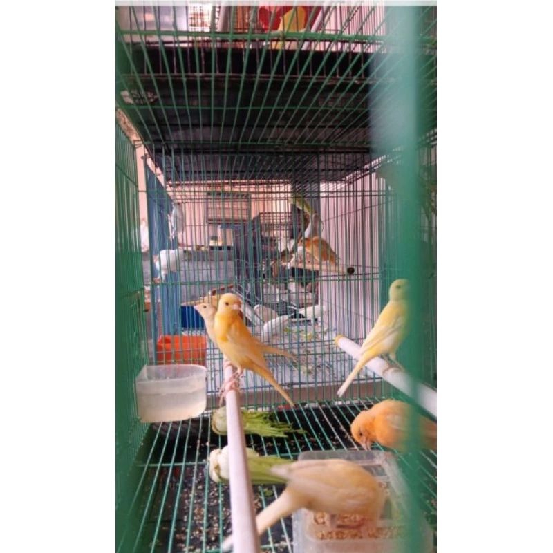 KENARI BETINA SIAPAN