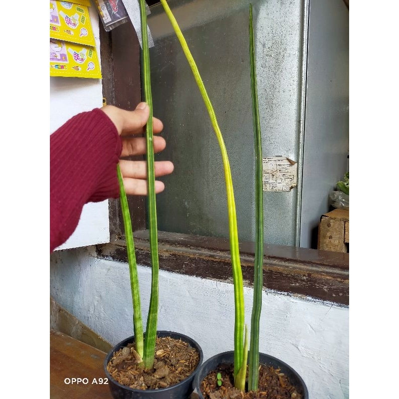 sansevieria sulcata varigata