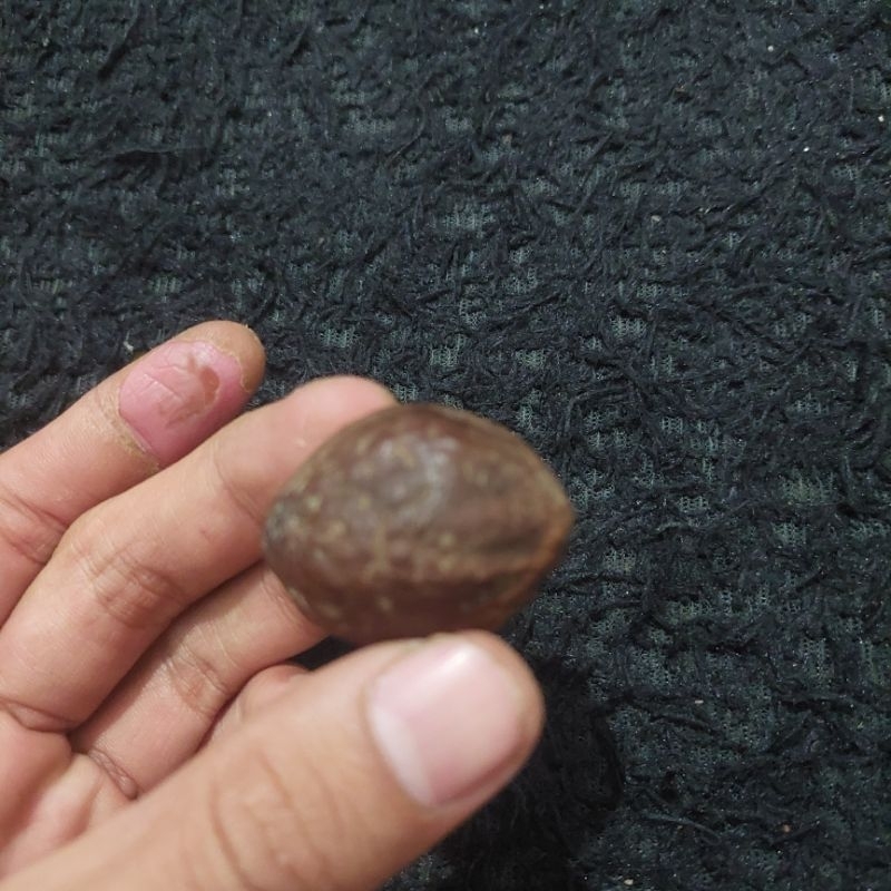 muncang jalim buster