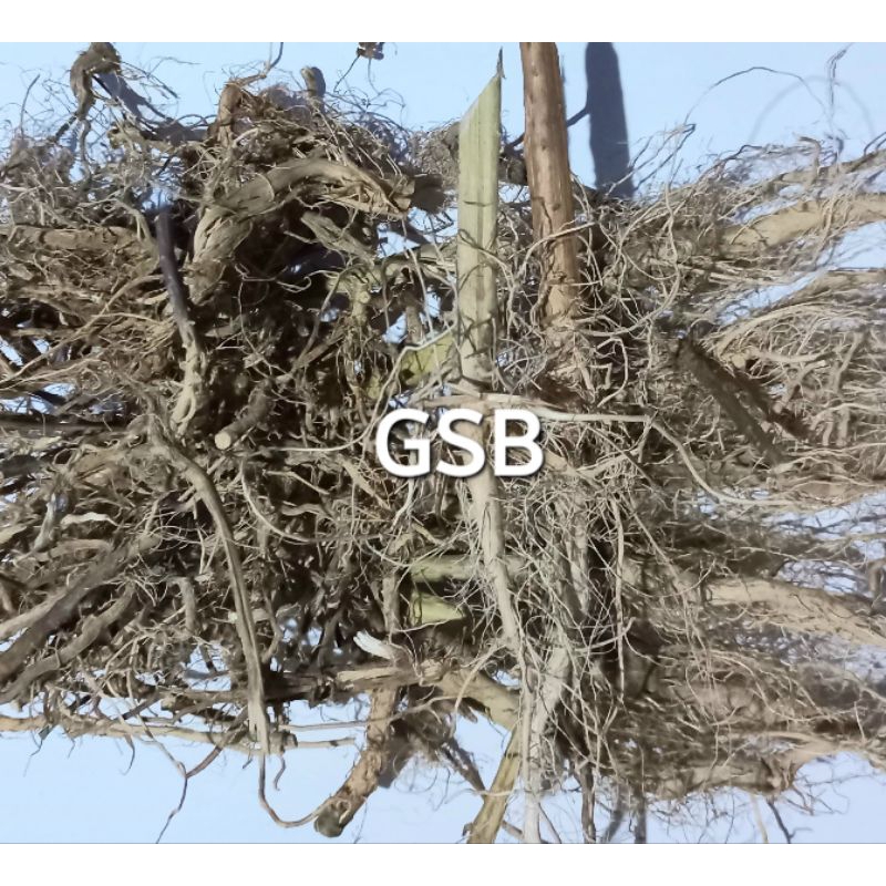 

Jual akar ciplukan khusus akar kering 10 gram herbal alam