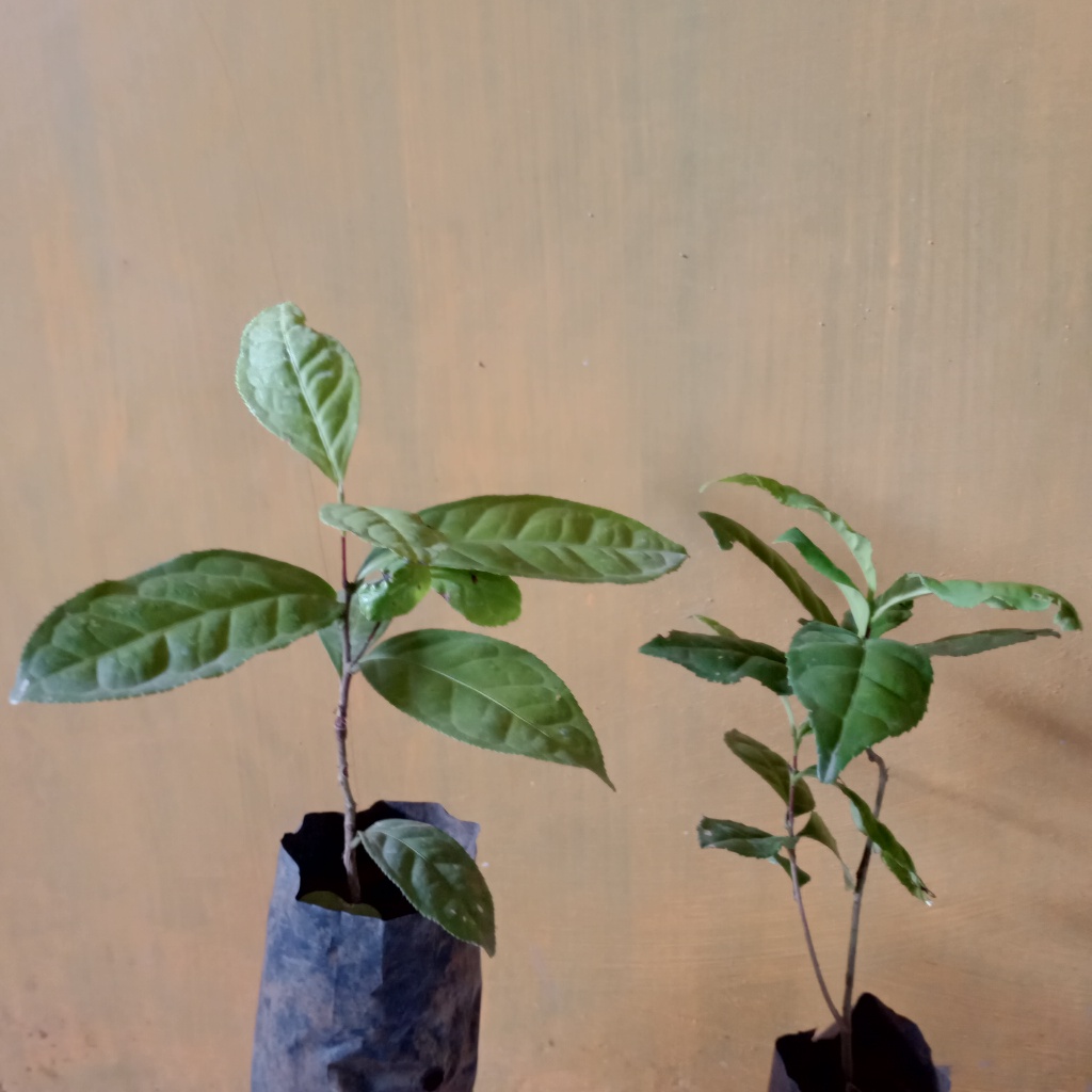 Bibit Daun Teh Hijau siap tanam