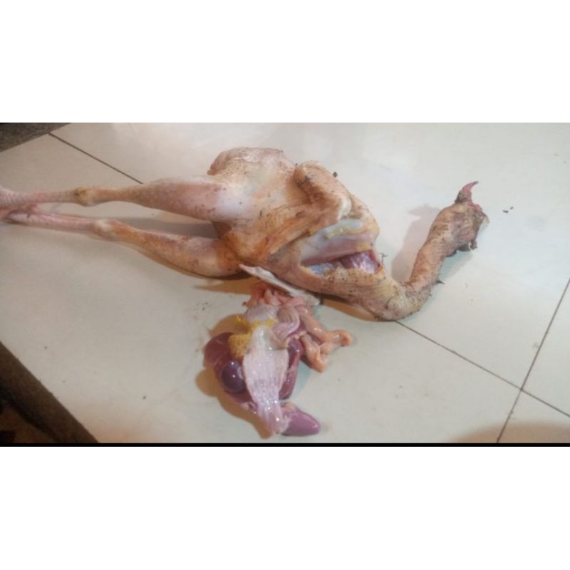 

Ayam Kampung Utuh