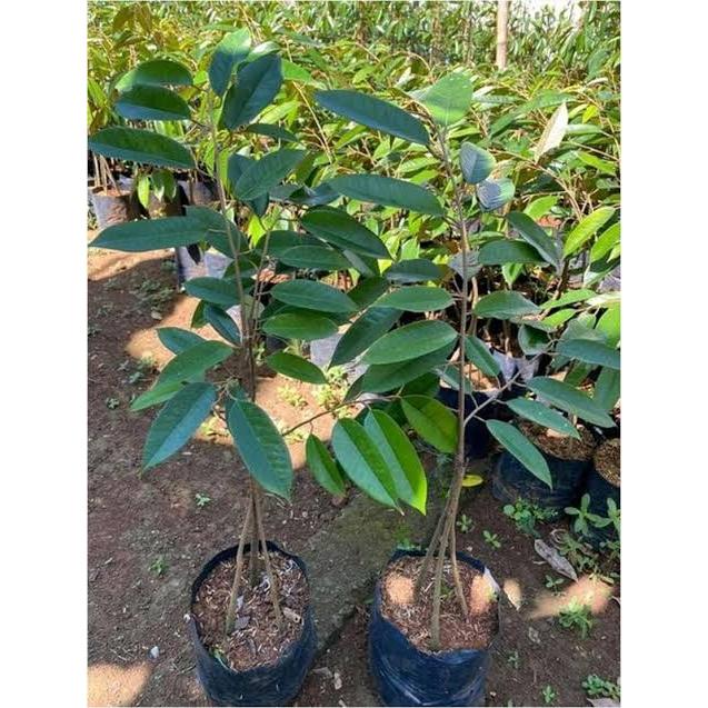 Bibit durian super tembaga kaki 3
