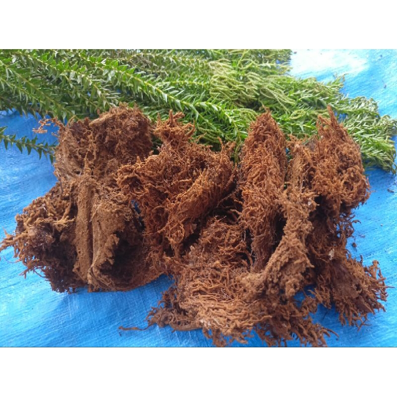 (Kemasan plastik 1kg/1L) Mos Akar Kadaka/Mos Hitam Murah