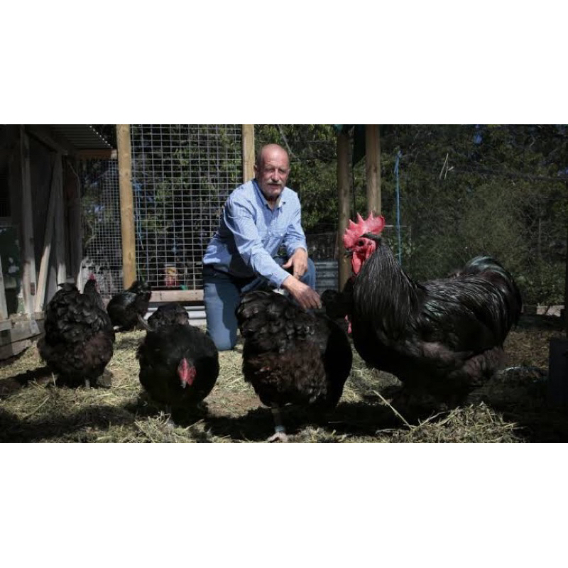 

TELUR FERTIL AUSTRALORP INDUKAN IMPORT JUMBO UNTUK DINTETASKAN