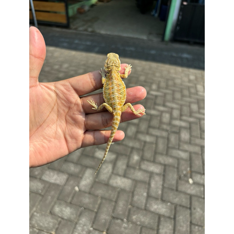 

stiker BD Bearded dragon